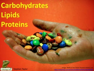 Carbohydrates
Lipids
Proteins

Stephen Taylor

Image: 'Melts In Your Hand' Found on flickrcc.net
http://www.flickr.com/photos/83346641@N00/3661884940

 
