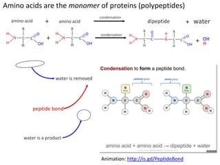 Carbohydrates, Lipids and Proteins