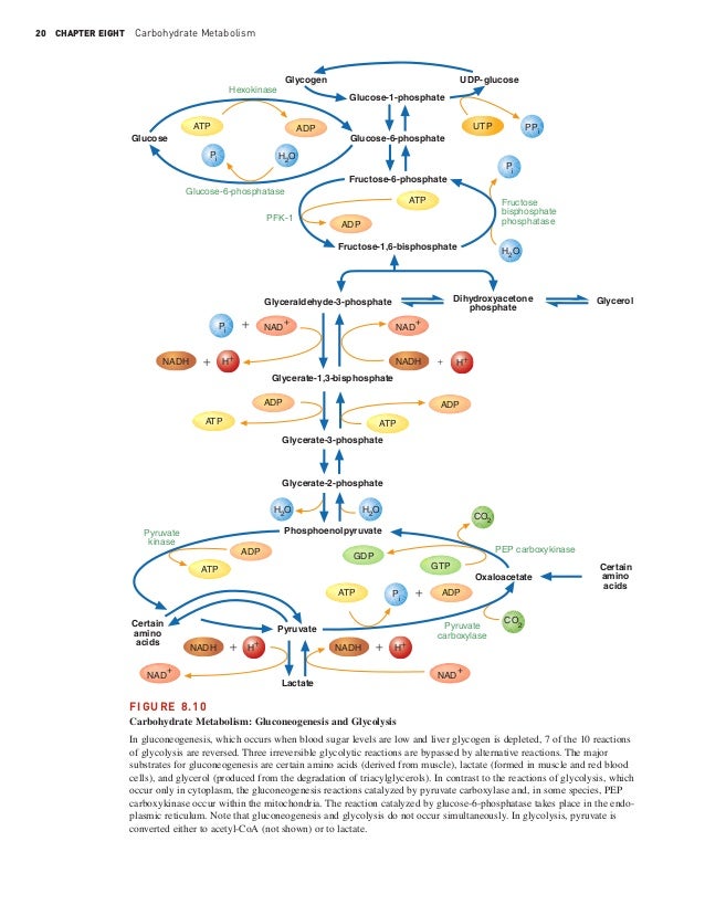 metabolism essay Metabolism and enzyme essaynon-chlorine bleach chlorine bleaches work faster and more effectively than non-chlorine bleaches, which is. metabolism essay Metabolism and enzyme essaynon-chlorine bleach chlorine bleaches work faster and more effectively than non-chlorine bleaches, which is.
