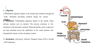 1. Digestion
Carbohydrate digestion begins in the mouth and continues through the
body, ultimately providing essential energy for various
cellular
functions.
2. Absorption: Carbohydrate digestion begins in the mouth, where
salivary amylase acts on starches. The process continues in the
duodenum with pancreatic amylase. Monosaccharides (such as glucose)
are then absorbed across the epithelium of the small intestine and
transported to tissues via the circulatory system.
3. Metabolism: Glycolysis; Electron Transport Chain (ETC); Overall
ATP Production.
 