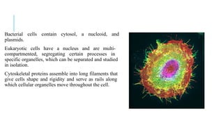 Bacterial
plasmids.
cells contain cytosol, a nucleoid, and
Eukaryotic cells have a nucleus and are multi-
compartmented, segregating certain processes in
specific organelles, which can be separated and studied
in isolation.
Cytoskeletal proteins assemble into long filaments that
give cells shape and rigidity and serve as rails along
which cellular organelles move throughout the cell.
 