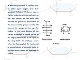 • A Haworth projection is a simple way
to show cyclic sugars and their
glycosidic linkages. If drawn from a
Fischer projection with the carbonyl on
top, the groups on the right side
become the groups on the bottom of
the ring and the groups on the left
become the groups on the top. The
carbon at the very bottom of the
Fischer projection is placed on top of
the ring by default (if it is not a part of
the ring itself). An α-linkage occurs
when the hydroxyl of the hemiacetal
is on the bottom of the right and a β-
linkage occurs when the hydroxyl is
on top.
 