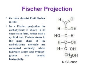 Fischer Projection
• German chemist Emil Fischer
in 1891
• In a Fischer projection the
carbohydrate is shown in its
open chain form, rather than a
cyclical one. Carbon atoms in
the main chain of the
carbohydrate molecule are
connected vertically, whilst
hydrogen atoms and hydroxyl
groups are bonded
horizontally.
D-Glucose
 