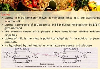 Lactose
 Lactose is more commonlv known as milk sugar since it is the disaccharide
found in milk.
 Lactose is composed of β-D-galactose and β-D-glucose held together by β(1-4)
glycosidicbond.
 The anomeric carbon of C1 glucose is free, hence lactose exhibits reducing
properties.
 Lactose of milk is the most important carbohydrate in the nutrition of young
mammals.
 It is hydrolysed by the intestinal enzyme lactase to glucose and galactose.
 