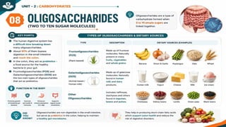 Carbohydrates: Classification, Functions, Sources & Nutritional Importance