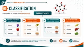 Carbohydrates: Classification, Functions, Sources & Nutritional Importance