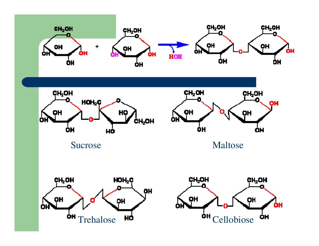 Carbohydrates Biochemistry