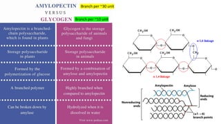 Branch per ~10 unit
Branch per ~30 unit
 