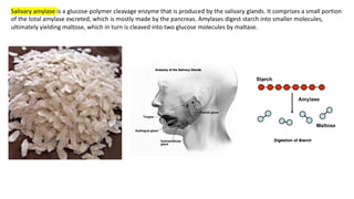 Salivary amylase is a glucose-polymer cleavage enzyme that is produced by the salivary glands. It comprises a small portion
of the total amylase excreted, which is mostly made by the pancreas. Amylases digest starch into smaller molecules,
ultimately yielding maltose, which in turn is cleaved into two glucose molecules by maltase.
 