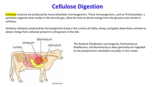 Cellulase enzymes are produced by many cellulolytic microorganisms. These microorganisms, such as Trichonympha a
symbiotic organism that resides in the termite gut, allow the host to derive energy from the glucose units stored in
cellulose.
Similarly, cellulases produced by microorganisms living in the rumens of cattle, sheep, and goats allow these animals to
obtain energy from cellulose present in soft grasses in the diet.
Cellulose Digestion
The bacteria Fibrobacter succinogenes, Ruminococcus
flavefaciens, and Ruminococcus albus generally are regarded
as the predominant cellulolytic microbes in the rumen.
 