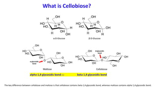 What is Cellobiose?
The key difference between cellobiose and maltose is that cellobiose contains beta 1,4-glycosidic bond, whereas maltose contains alpha 1,4-glycosidic bond.
alpha 1,4-glycosidic bond ::: beta 1,4-glycosidic bond
 