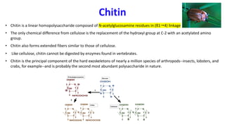 Chitin
• Chitin is a linear homopolysaccharide composed of N-acetylglucosamine residues in (ß1"4) linkage
• The only chemical difference from cellulose is the replacement of the hydroxyl group at C-2 with an acetylated amino
group.
• Chitin also forms extended fibers similar to those of cellulose.
• Like cellulose, chitin cannot be digested by enzymes found in vertebrates.
• Chitin is the principal component of the hard exoskeletons of nearly a million species of arthropods--insects, lobsters, and
crabs, for example--and is probably the second most abundant polysaccharide in nature.
 