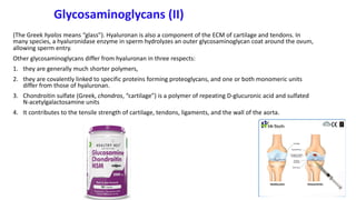 Glycosaminoglycans (II)
(The Greek hyalos means “glass”). Hyaluronan is also a component of the ECM of cartilage and tendons. In
many species, a hyaluronidase enzyme in sperm hydrolyzes an outer glycosaminoglycan coat around the ovum,
allowing sperm entry.
Other glycosaminoglycans differ from hyaluronan in three respects:
1. they are generally much shorter polymers,
2. they are covalently linked to specific proteins forming proteoglycans, and one or both monomeric units
differ from those of hyaluronan.
3. Chondroitin sulfate (Greek, chondros, “cartilage”) is a polymer of repeating D-glucuronic acid and sulfated
N-acetylgalactosamine units
4. It contributes to the tensile strength of cartilage, tendons, ligaments, and the wall of the aorta.
 