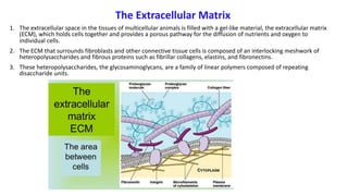 The Extracellular Matrix
1. The extracellular space in the tissues of multicellular animals is filled with a gel-like material, the extracellular matrix
(ECM), which holds cells together and provides a porous pathway for the diffusion of nutrients and oxygen to
individual cells.
2. The ECM that surrounds fibroblasts and other connective tissue cells is composed of an interlocking meshwork of
heteropolysaccharides and fibrous proteins such as fibrillar collagens, elastins, and fibronectins.
3. These heteropolysaccharides, the glycosaminoglycans, are a family of linear polymers composed of repeating
disaccharide units.
 