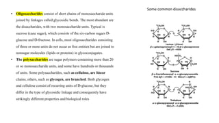 • Oligosaccharides consist of short chains of monosaccharide units
joined by linkages called glycosidic bonds. The most abundant are
the disaccharides, with two monosaccharide units. Typical is
sucrose (cane sugar), which consists of the six-carbon sugars D-
glucose and D-fructose. In cells, most oligosaccharides consisting
of three or more units do not occur as free entities but are joined to
nonsugar molecules (lipids or proteins) in glycoconjugates.
• The polysaccharides are sugar polymers containing more than 20
or so monosaccharide units, and some have hundreds or thousands
of units. Some polysaccharides, such as cellulose, are linear
chains; others, such as glycogen, are branched. Both glycogen
and cellulose consist of recurring units of D-glucose, but they
differ in the type of glycosidic linkage and consequently have
strikingly different properties and biological roles
Some common disaccharides
 