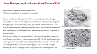 Some Homopolysaccharides Are Stored Forms of Fuel
Starch in plant cells and glycogen in animal cells
Both occur intracellularly as large clusters or granules
Because each branch in glycogen ends with a nonreducing sugar unit, a glycogen
molecule has as many nonreducing ends as it has branches, but only one reducing end.
When glycogen is used as an energy source, glucose units are removed one at a time
from the nonreducing ends. Degradative enzymes that act only at nonreducing ends can
work simultaneously on the many branches, speeding the conversion of the polymer to
monosaccharides.
Why not store glucose in its monomeric form? It has been calculated that hepatocytes
store glycogen equivalent to a glucose concentration of 0.4 M. The actual concentration
of glycogen, which is insoluble and contributes little to the osmolarity of the cytosol, is
about 0.01 µM. If the cytosol contained 0.4 M glucose, the osmolarity would be
threateningly elevated, leading to osmotic entry of water that might rupture the cell.
 