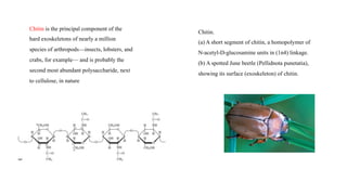 Chitin.
(a) A short segment of chitin, a homopolymer of
N-acetyl-D-glucosamine units in (1n4) linkage.
(b) A spotted June beetle (Pellidnota punetatia),
showing its surface (exoskeleton) of chitin.
Chitin is the principal component of the
hard exoskeletons of nearly a million
species of arthropods—insects, lobsters, and
crabs, for example— and is probably the
second most abundant polysaccharide, next
to cellulose, in nature
 
