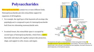 Heteropolysaccharides contain two or more different kinds.
Heteropolysaccharides provide extracellular support for
organisms of all kingdoms.
• For example, the rigid layer of the bacterial cell envelope (the
peptidoglycan) is composed in part of a heteropolysaccharide
built from two alternating monosaccharide units.
• In animal tissues, the extracellular space is occupied by
several types of heteropolysaccharides, which form a matrix
that holds individual cells together and provides protection,
shape, and support to cells, tissues, and organs.
Polysaccharides
The bacterial cell walls is a heteropolymer of alternating (β1-4)-linked N-
acetylglucosamine and N-acetylmuramic acid residues. The linear polymers lie
side by side in the cell wall, crosslinked by short peptides, the exact structure of
which depends on the bacterial species.
 