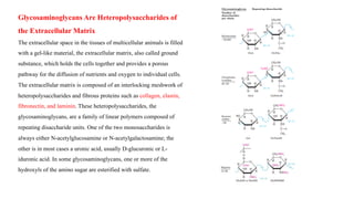 Glycosaminoglycans Are Heteropolysaccharides of
the Extracellular Matrix
The extracellular space in the tissues of multicellular animals is filled
with a gel-like material, the extracellular matrix, also called ground
substance, which holds the cells together and provides a porous
pathway for the diffusion of nutrients and oxygen to individual cells.
The extracellular matrix is composed of an interlocking meshwork of
heteropolysaccharides and fibrous proteins such as collagen, elastin,
fibronectin, and laminin. These heteropolysaccharides, the
glycosaminoglycans, are a family of linear polymers composed of
repeating disaccharide units. One of the two monosaccharides is
always either N-acetylglucosamine or N-acetylgalactosamine; the
other is in most cases a uronic acid, usually D-glucuronic or L-
iduronic acid. In some glycosaminoglycans, one or more of the
hydroxyls of the amino sugar are esterified with sulfate.
 
