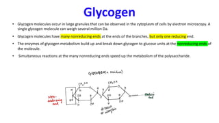 Glycogen
• Glycogen molecules occur in large granules that can be observed in the cytoplasm of cells by electron microscopy. A
single glycogen molecule can weigh several million Da.
• Glycogen molecules have many nonreducing ends at the ends of the branches, but only one reducing end.
• The enzymes of glycogen metabolism build up and break down glycogen to glucose units at the nonreducing ends of
the molecule.
• Simultaneous reactions at the many nonreducing ends speed up the metabolism of the polysaccharide.
 