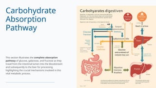 Carbohydrates and Their Absorption in the Human Body -.pptx