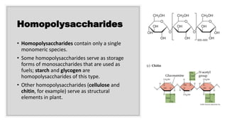 Homopolysaccharides
• Homopolysaccharides contain only a single
monomeric species.
• Some homopolysaccharides serve as storage
forms of monosaccharides that are used as
fuels; starch and glycogen are
homopolysaccharides of this type.
• Other homopolysaccharides (cellulose and
chitin, for example) serve as structural
elements in plant.
 