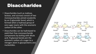 Disaccharides
• Disaccharides (such as maltose,
lactose, and sucrose) consist of two
monosaccharides joined covalently
by an O-glycosidic bond, which is
formed when a hydroxyl group of
one sugar reacts with the anomeric
carbon of the other.
• Disaccharides can be hydrolyzed to
yield their free monosaccharide
components by boiling with dilute
acid. N-glycosyl bonds join the
anomeric carbon of a sugar to a
nitrogen atom in glycoproteins and
nucleotides.
 