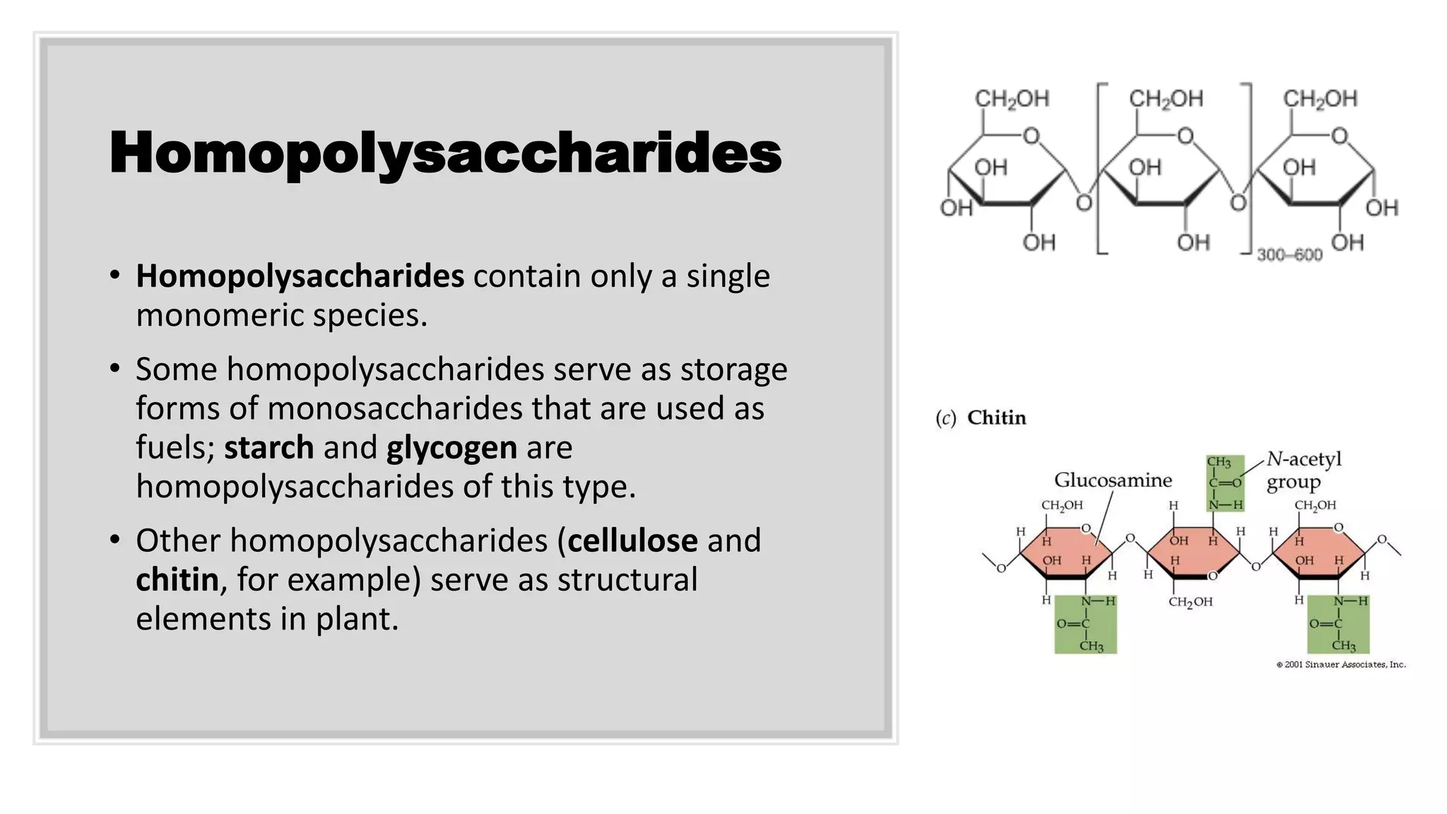 Homopolysaccharides
• Homopolysaccharides contain only a single
monomeric species.
• Some homopolysaccharides serve as storage
forms of monosaccharides that are used as
fuels; starch and glycogen are
homopolysaccharides of this type.
• Other homopolysaccharides (cellulose and
chitin, for example) serve as structural
elements in plant.
 