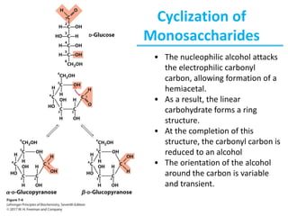 Cyclization of
Monosaccharides
• The nucleophilic alcohol attacks
the electrophilic carbonyl
carbon, allowing formation of a
hemiacetal.
• As a result, the linear
carbohydrate forms a ring
structure.
• At the completion of this
structure, the carbonyl carbon is
reduced to an alcohol
• The orientation of the alcohol
around the carbon is variable
and transient.
 