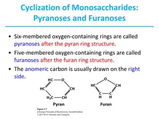 Cyclization of Monosaccharides:
Pyranoses and Furanoses
• Six-membered oxygen-containing rings are called
pyranoses after the pyran ring structure.
• Five-membered oxygen-containing rings are called
furanoses after the furan ring structure.
• The anomeric carbon is usually drawn on the right
side.
 