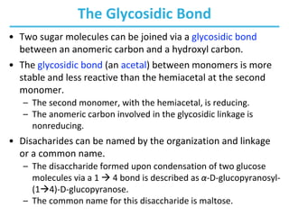 The Glycosidic Bond
• Two sugar molecules can be joined via a glycosidic bond
between an anomeric carbon and a hydroxyl carbon.
• The glycosidic bond (an acetal) between monomers is more
stable and less reactive than the hemiacetal at the second
monomer.
– The second monomer, with the hemiacetal, is reducing.
– The anomeric carbon involved in the glycosidic linkage is
nonreducing.
• Disacharides can be named by the organization and linkage
or a common name.
– The disaccharide formed upon condensation of two glucose
molecules via a 1  4 bond is described as α-D-glucopyranosyl-
(14)-D-glucopyranose.
– The common name for this disaccharide is maltose.
 