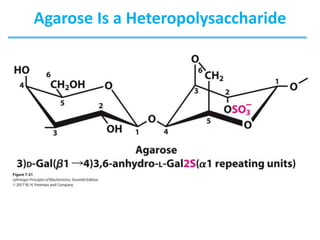 Agarose Is a Heteropolysaccharide
 