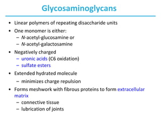 Glycosaminoglycans
• Linear polymers of repeating disaccharide units
• One monomer is either:
– N-acetyl-glucosamine or
– N-acetyl-galactosamine
• Negatively charged
– uronic acids (C6 oxidation)
– sulfate esters
• Extended hydrated molecule
– minimizes charge repulsion
• Forms meshwork with fibrous proteins to form extracellular
matrix
– connective tissue
– lubrication of joints
 