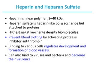 Heparin and Heparan Sulfate
• Heparin is linear polymer, 3–40 kDa.
• Heparan sulfate is heparin-like polysaccharide but
attached to proteins.
• Highest negative-charge density biomolecules
• Prevent blood clotting by activating protease
inhibitor antithrombin
• Binding to various cells regulates development and
formation of blood vessels.
• Can also bind to viruses and bacteria and decrease
their virulence
 