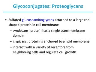 Glycoconjugates: Proteoglycans
• Sulfated glucoseaminoglycans attached to a large rod-
shaped protein in cell membrane
– syndecans: protein has a single transmembrane
domain
– glypicans: protein is anchored to a lipid membrane
– interact with a variety of receptors from
neighboring cells and regulate cell growth
 