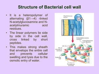 Structure of Bacterial cell wall
• It is a heteropolymer of
alternating (β1→4) -linked
N-acetylglucosamine and N-
acetylmuramic acid
residues.
• The linear polymers lie side
by side in the cell wall,
cross linked by short
peptides.
• This makes strong sheath
that envelops the entire cell
and prevents cellular
swelling and lysis due to the
osmotic entry of water.
 