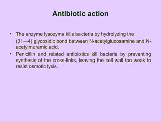 Antibiotic action
• The enzyme lysozyme kills bacteria by hydrolyzing the
(β1→4) glycosidic bond between N-acetylglucosamine and N-
acetylmuramic acid.
• Penicillin and related antibiotics kill bacteria by preventing
synthesis of the cross-links, leaving the cell wall too weak to
resist osmotic lysis.
 