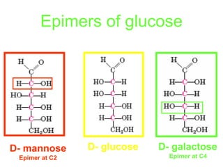 Carbohydrate structure | PDF