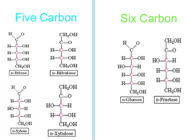 Five Carbon Six Carbon Five Carbon Six Carbon