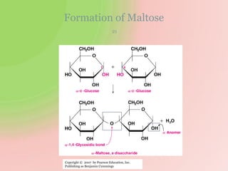 Formation of Maltose
21
Copyright © 2007 by Pearson Education, Inc.
Publishing as Benjamin Cummings
 