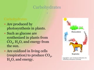 Carbohydrates
3
Carbohydrates
 Are produced by
photosynthesis in plants.
 Such as glucose are
synthesized in plants from
CO2, H2O, and energy from
the sun.
 Are oxidized in living cells
(respiration) to produce CO2,
H2O, and energy.
Copyright © 2007 by Pearson Education, Inc
Publishing as Benjamin Cummings
 
