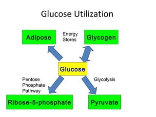 Glucose Utilization
Glucose
PyruvateRibose-5-phosphate
Glycogen
Energy
Stores
Pentose
Phosphate
Pathway
Glycolysis
Adipose
 