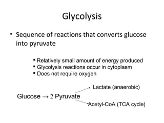 Glycolysis
• Sequence of reactions that converts glucose
into pyruvate
 Relatively small amount of energy produced
 Glycolysis reactions occur in cytoplasm
 Does not require oxygen
Glucose → 2 Pyruvate
Lactate (anaerobic)
Acetyl-CoA (TCA cycle)
 