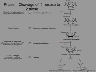 Phase I: Cleavage of 1 hexose to
2 triose
 