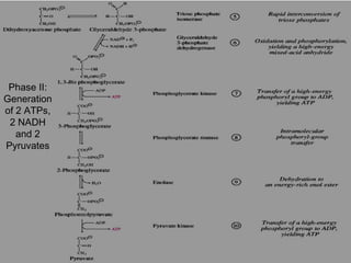 Phase II:
Generation
of 2 ATPs,
2 NADH
and 2
Pyruvates
 