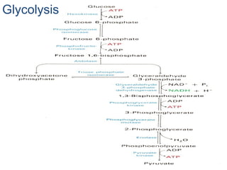 Glycolysis
 