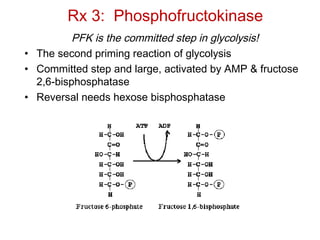 Rx 3: Phosphofructokinase
PFK is the committed step in glycolysis!
• The second priming reaction of glycolysis
• Committed step and large, activated by AMP & fructose
2,6-bisphosphatase
• Reversal needs hexose bisphosphatase
 