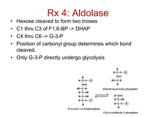 Rx 4: Aldolase
• Hexose cleaved to form two trioses
• C1 thru C3 of F1,6-BP -> DHAP
• C4 thru C6 -> G-3-P
• Position of carbonyl group determines which bond
cleaved.
• Only G-3-P directly undergo glycolysis
 