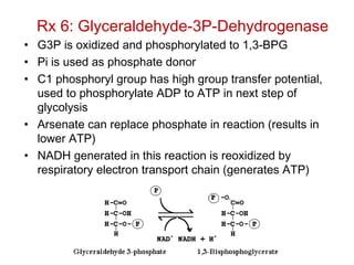 Rx 6: Glyceraldehyde-3P-Dehydrogenase
• G3P is oxidized and phosphorylated to 1,3-BPG
• Pi is used as phosphate donor
• C1 phosphoryl group has high group transfer potential,
used to phosphorylate ADP to ATP in next step of
glycolysis
• Arsenate can replace phosphate in reaction (results in
lower ATP)
• NADH generated in this reaction is reoxidized by
respiratory electron transport chain (generates ATP)
 