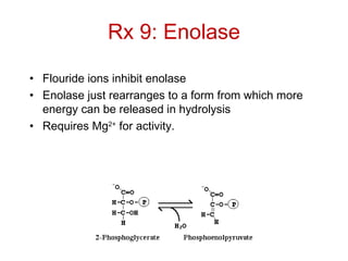 Rx 9: Enolase
• Flouride ions inhibit enolase
• Enolase just rearranges to a form from which more
energy can be released in hydrolysis
• Requires Mg2+
for activity.
 